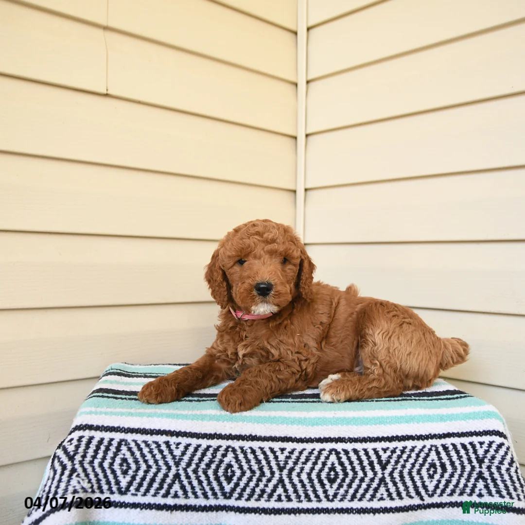 Goldendoodle dogs for sale: Wooton - Ad 2