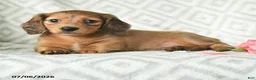 Dachshund dogs for sale: Blossem - Ad 3