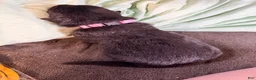 German Shepherd dogs for sale: Long Coat German Shepherd- Pink Female - Ad 8