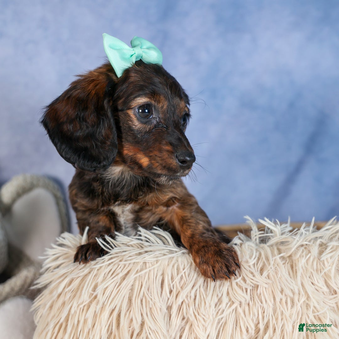 Miniature Dachshund dogs for sale: Cleo - Ad 31