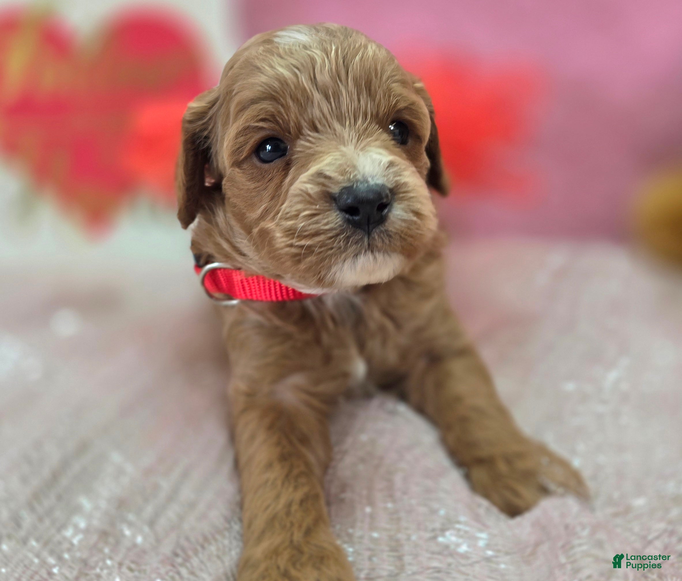 Cavapoo dogs Tundra - Ad 7