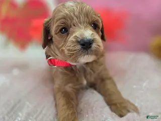 Cavapoo dogs Tundra - Ad 27