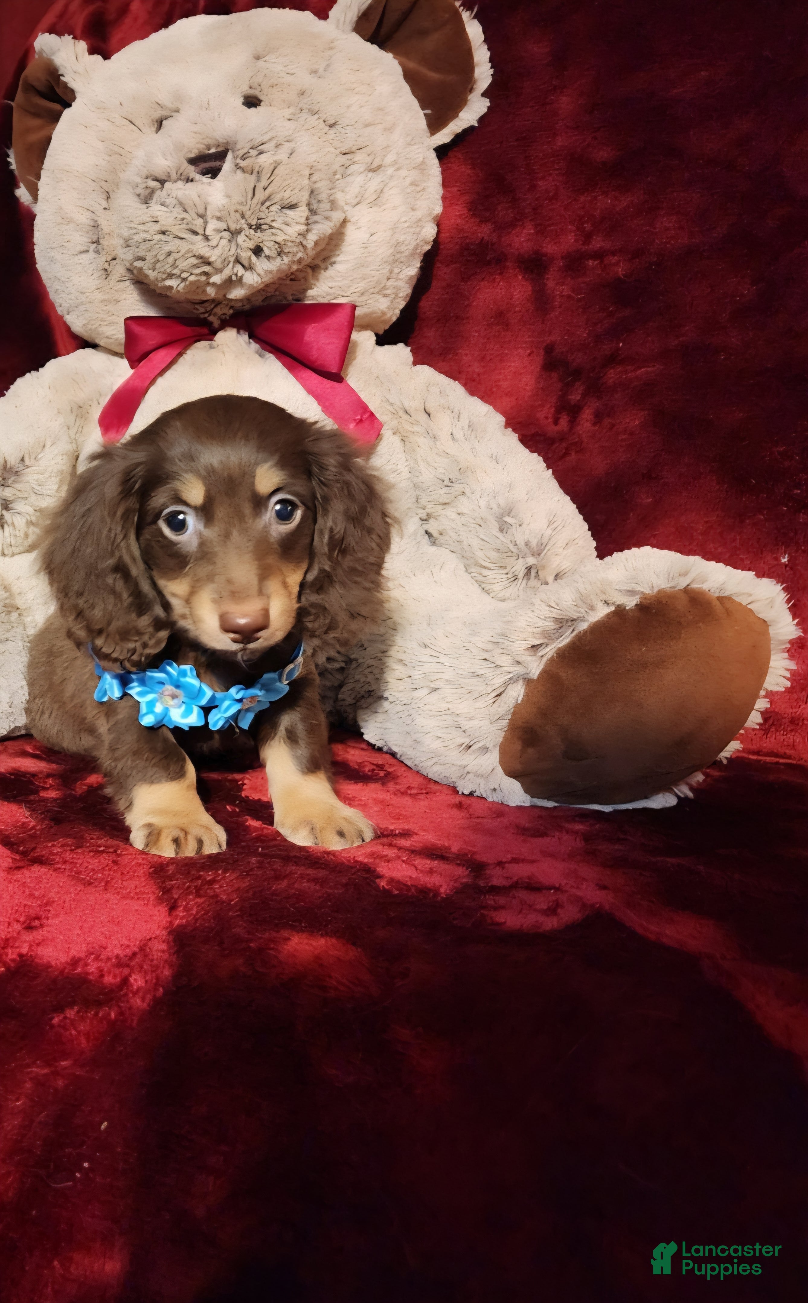 Miniature Dachshund dogs Miniature Dachshund Puppy 2 - Ad 21