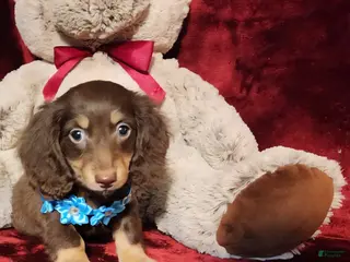 Miniature Dachshund dogs Miniature Dachshund Puppy 2 - Ad 21