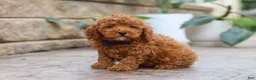 Miniature Poodle dogs for sale: Oakley - Ad 3