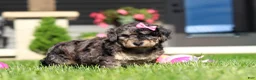 Bichpoo dogs for sale: Callie - Ad 9