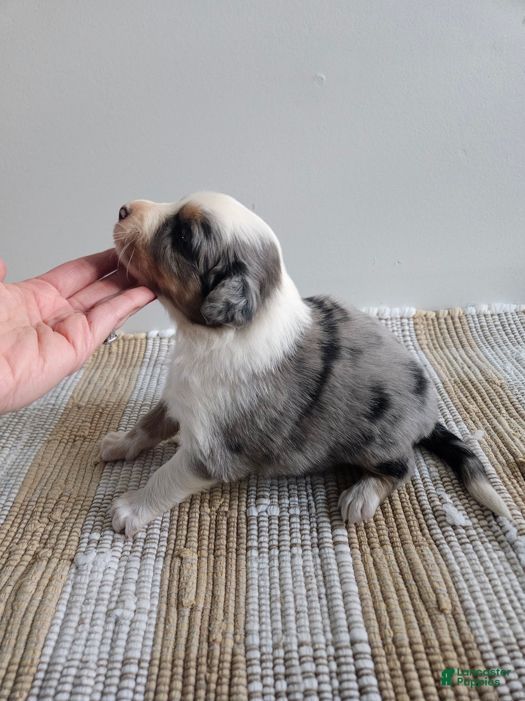 Australian Shepherd dogs for sale: Cassidy blue eyes - Ad 2