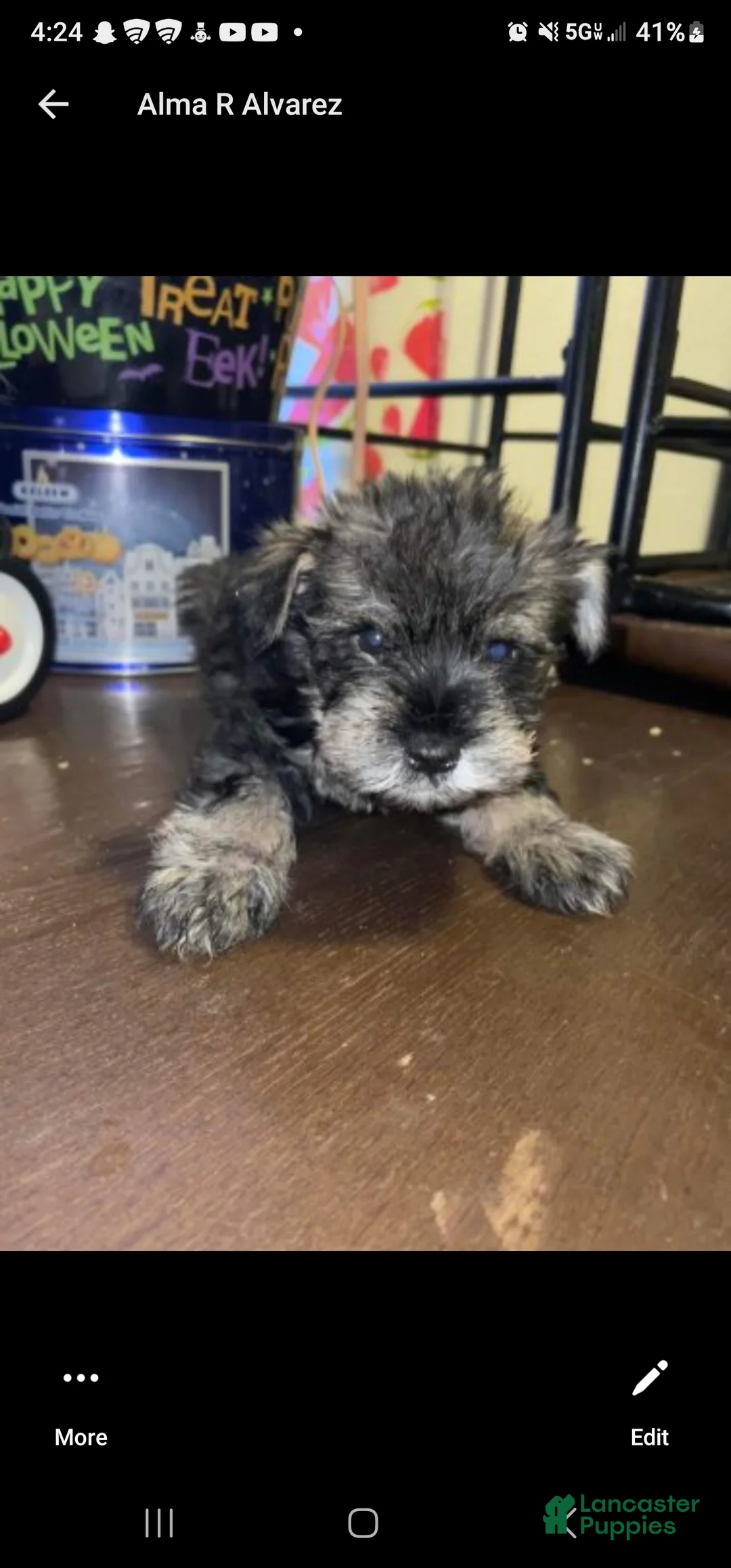 Miniature Schnauzer dogs for sale: Miniature Schnauzer 6 - Ad 1