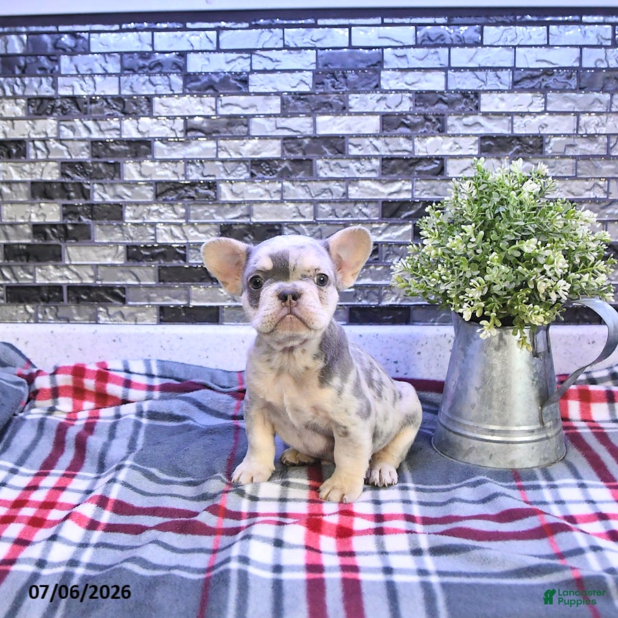 French Bulldog dogs Frankie - Ad 1