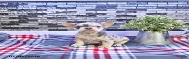 Frankie