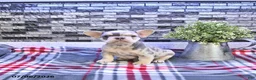 French Bulldog dogs for sale: Frankie - Ad 1