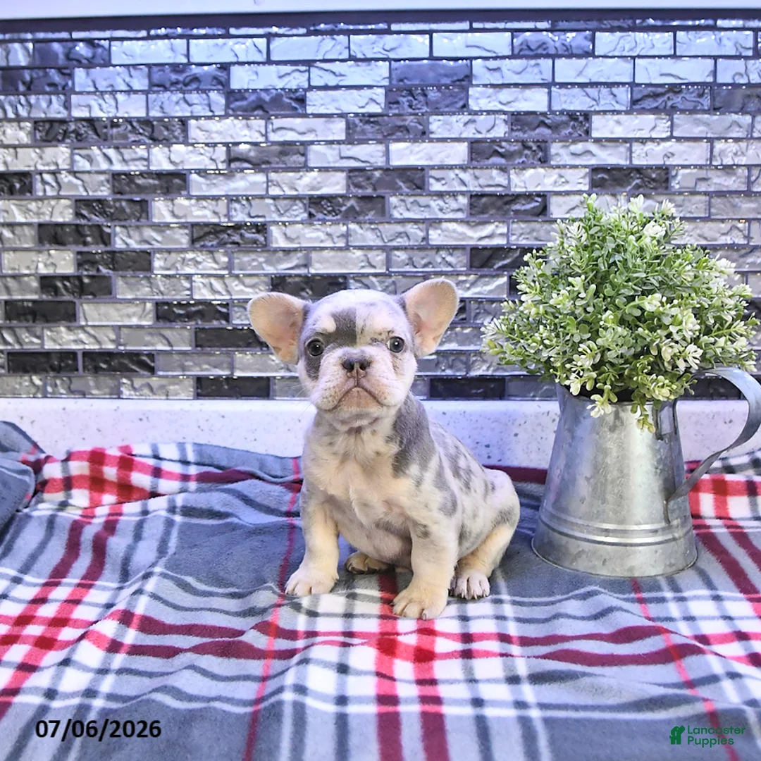 French Bulldog dogs for sale: Frankie - Ad 1