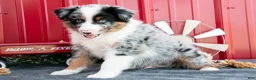 Miniature Australian Shepherd dogs for sale: Rocket - Ad 3