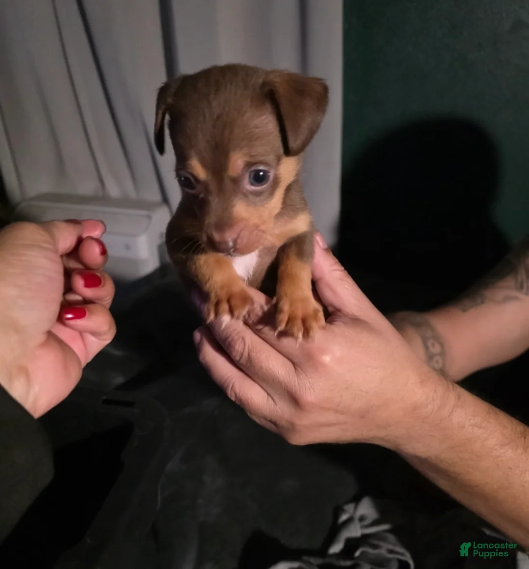 Chiweenie dogs for sale: Chiweenie Puppy 6 - Ad 1