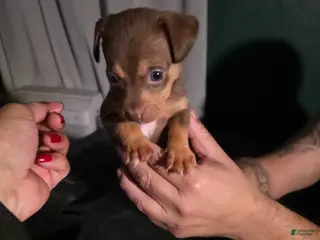 Chiweenie dogs Chiweenie Puppy 6 - Ad 6