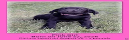 Goldador dogs for sale: Goldador 5 - Ad 6