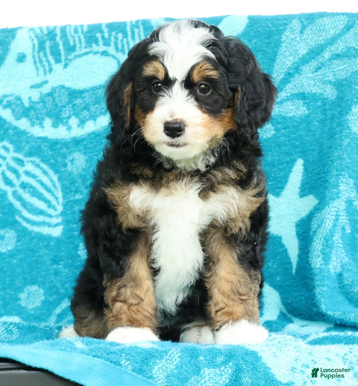 Mini Bernedoodle dogs Sophia - Ad 2