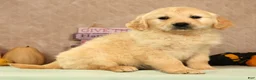 Golden Retriever dogs for sale: Shena - Ad 4