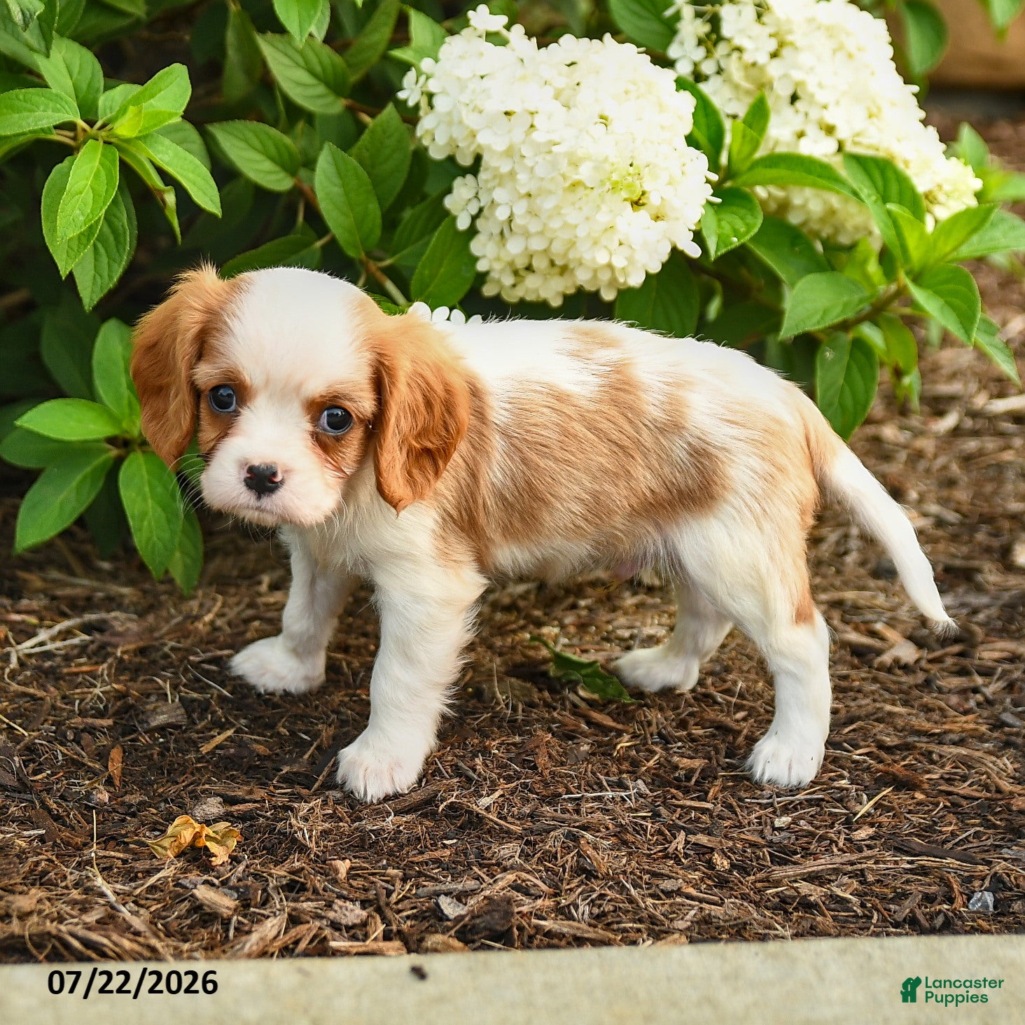 Cavalier King Charles Spaniel dogs Klondike Joy - Ad 2