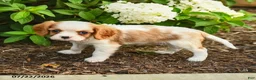 Cavalier King Charles Spaniel dogs for sale: Klondike Joy - Ad 2