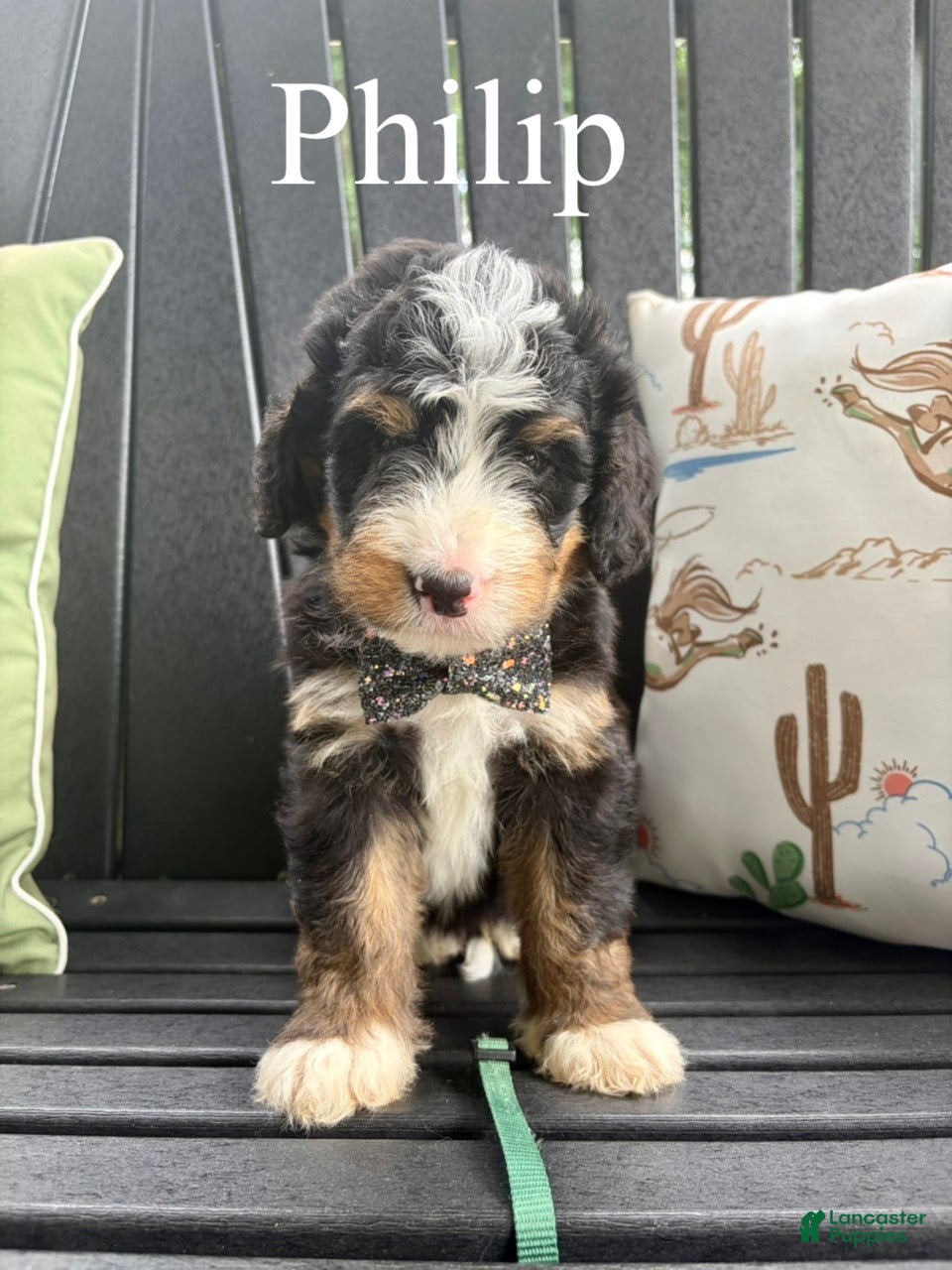 Bernedoodle dogs Philip - Ad 2