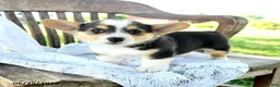 Welsh Corgi Pembroke dogs for sale: Rebekah - Ad 2