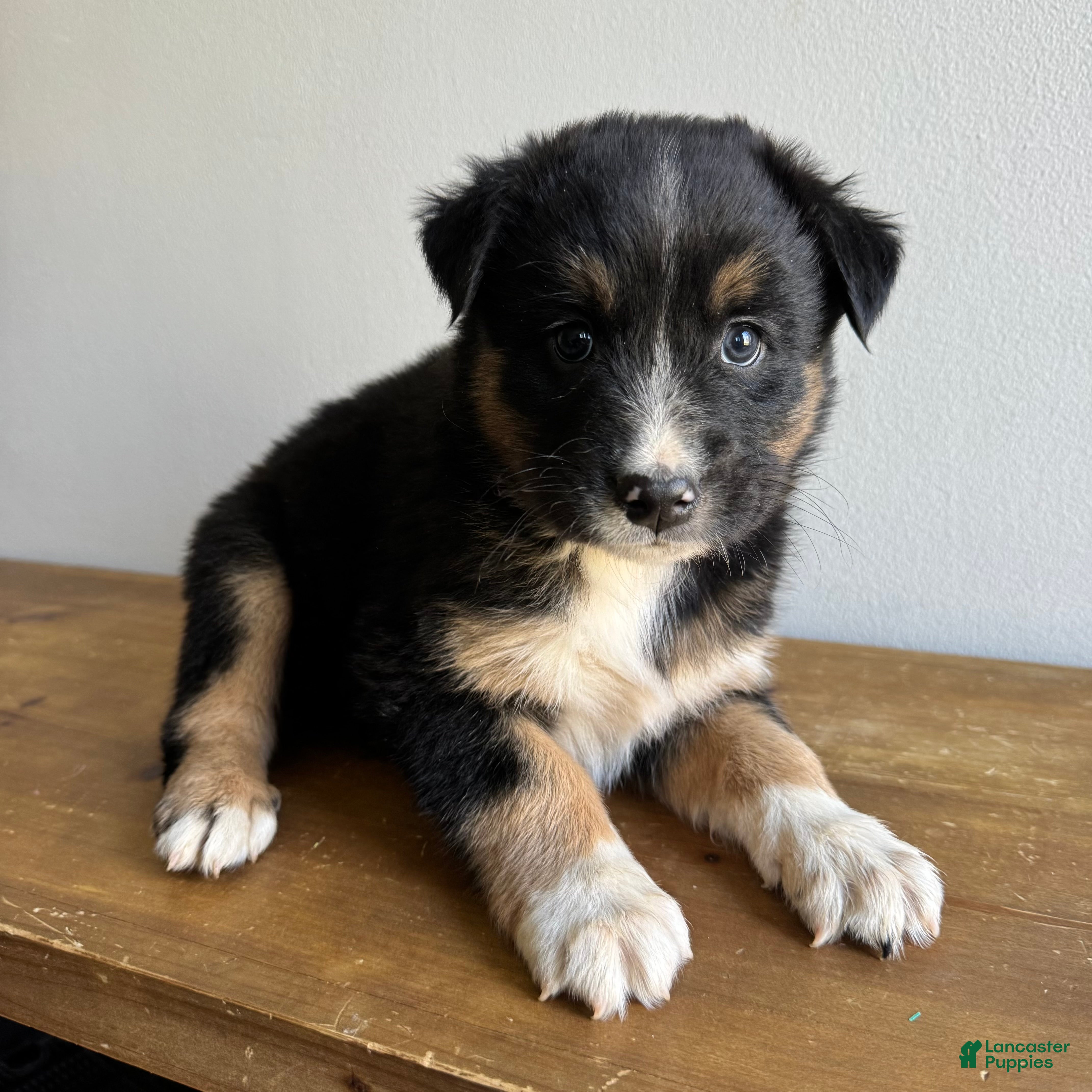 Mixed Breed dogs George - Ad 19