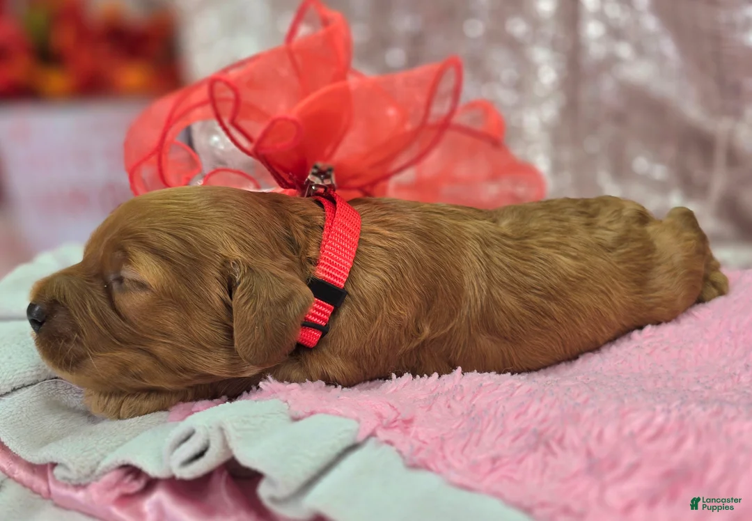 Cockapoo dogs for sale: Sundog - Ad 3