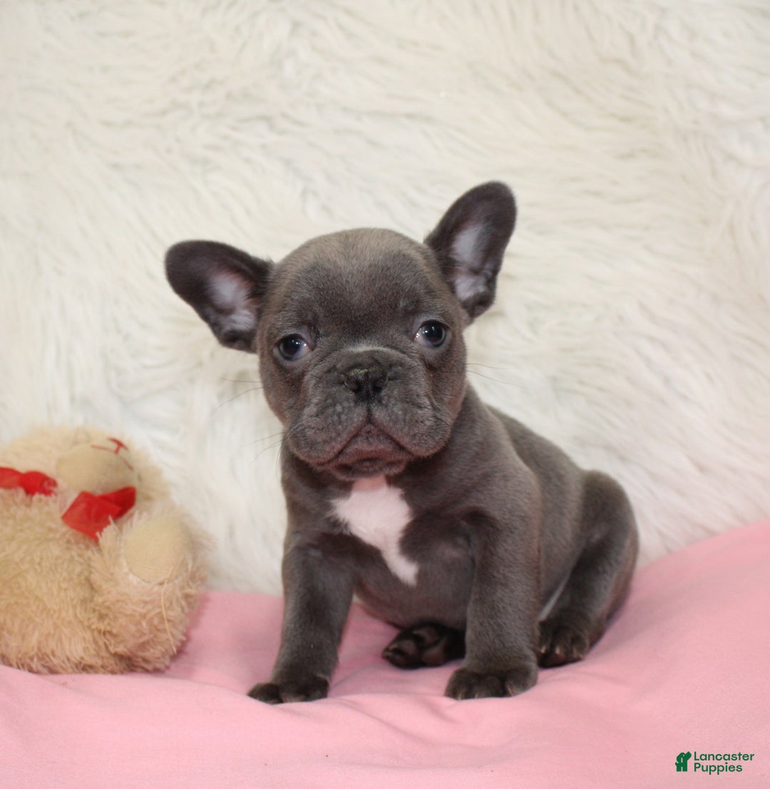 Mixed Breed dogs for sale: Ollie - Ad 5