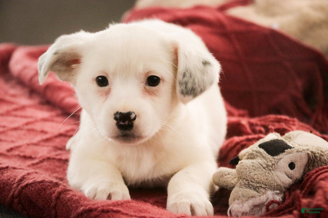 Mixed Breed dogs for sale: Marsha - Ad 2