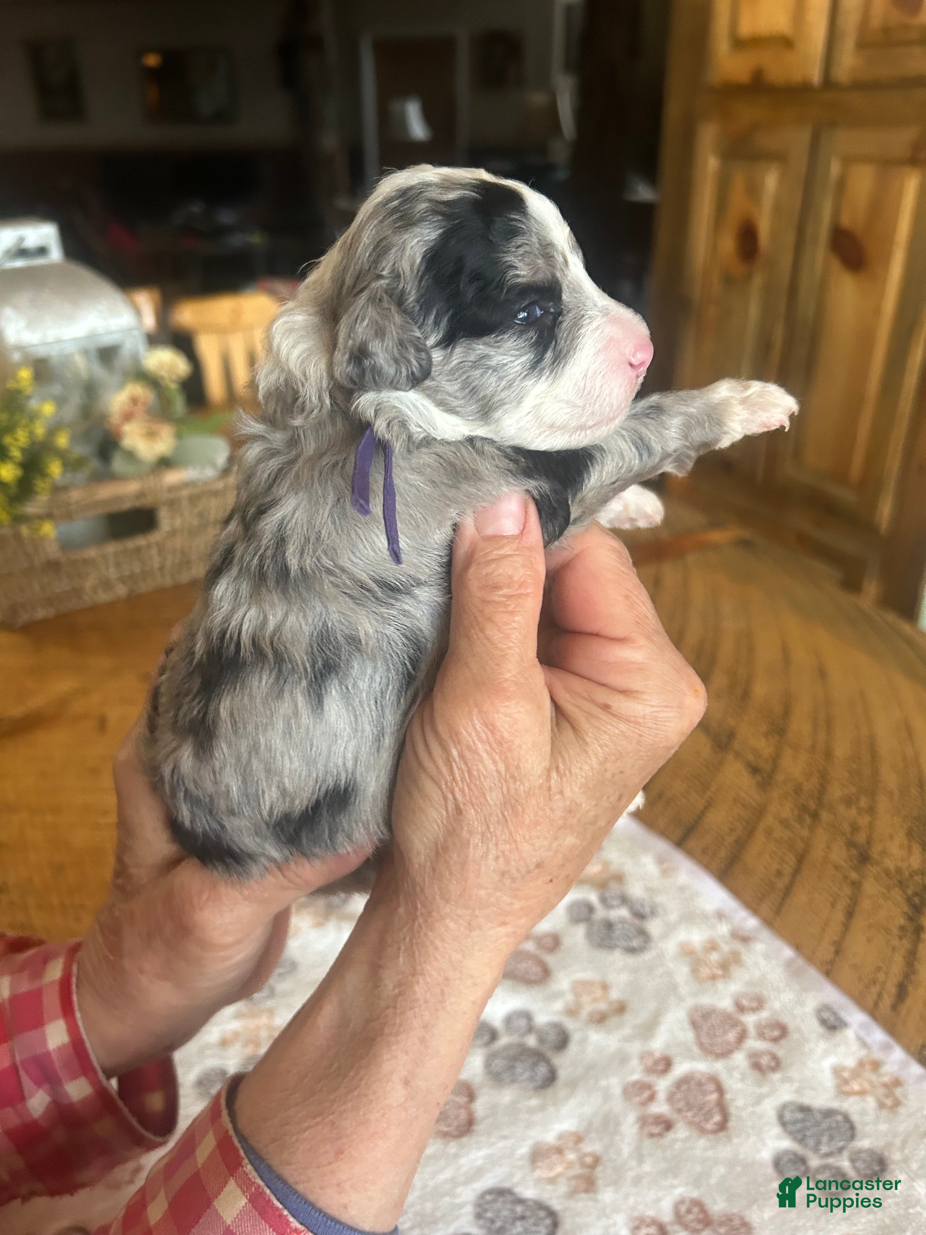 Sheepadoodle dogs Penny - Ad 2