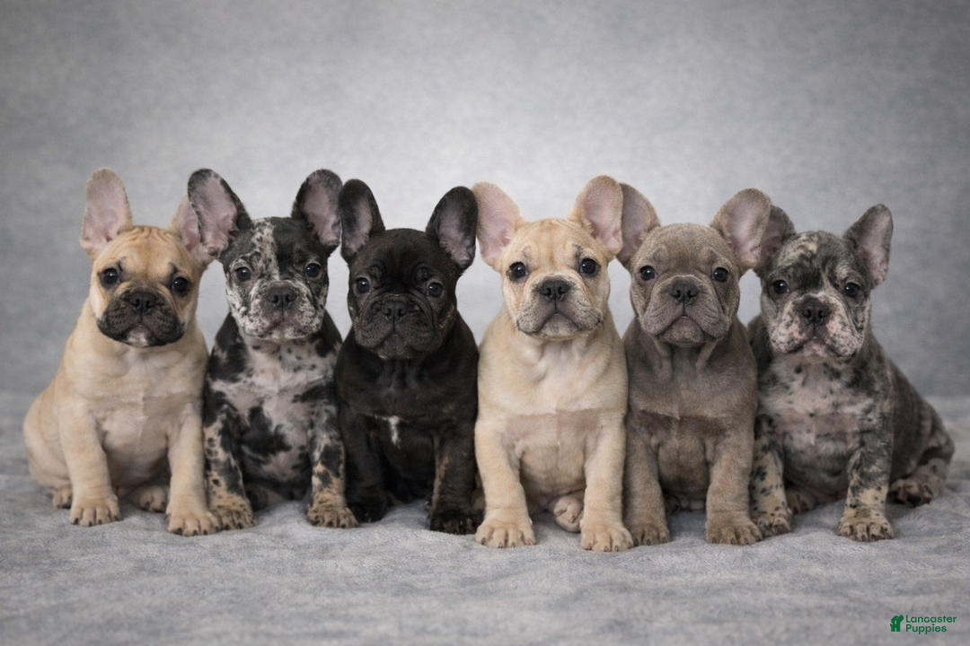 French Bulldog dogs for sale: French Bulldog Puppy 1 - Ad 5