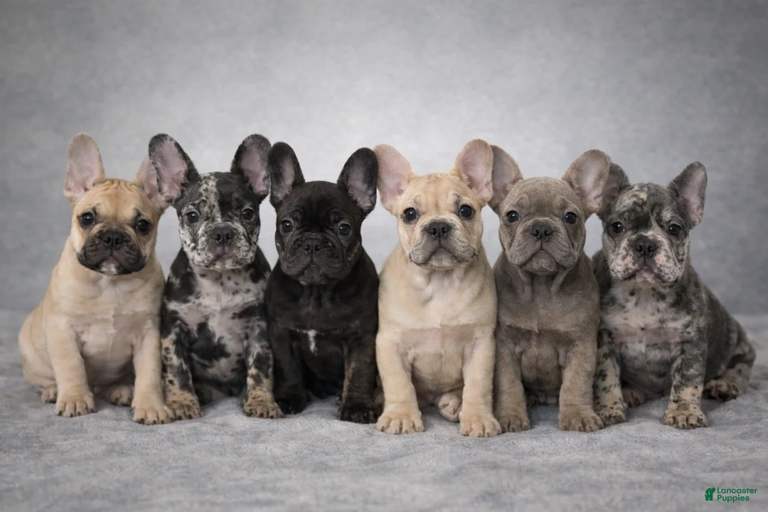 French Bulldog dogs for sale: French Bulldog Puppy 1 - Ad 5