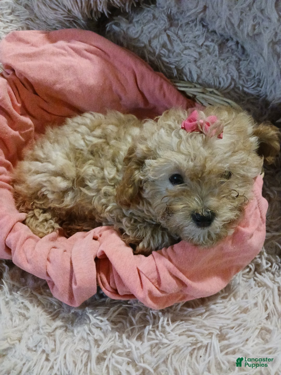 Toy Poodle dogs for sale: Polly - Ad 6