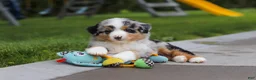 Miniature Australian Shepherd dogs for sale: Brittany - Ad 10