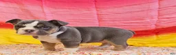 Mixed Breed dogs for sale: Blue Star Girl - Ad 7