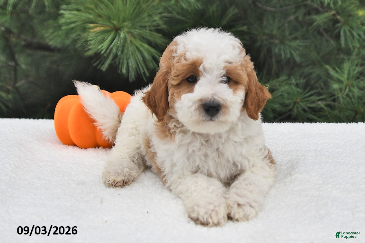 Mini Goldendoodle dogs Leo - Ad 1