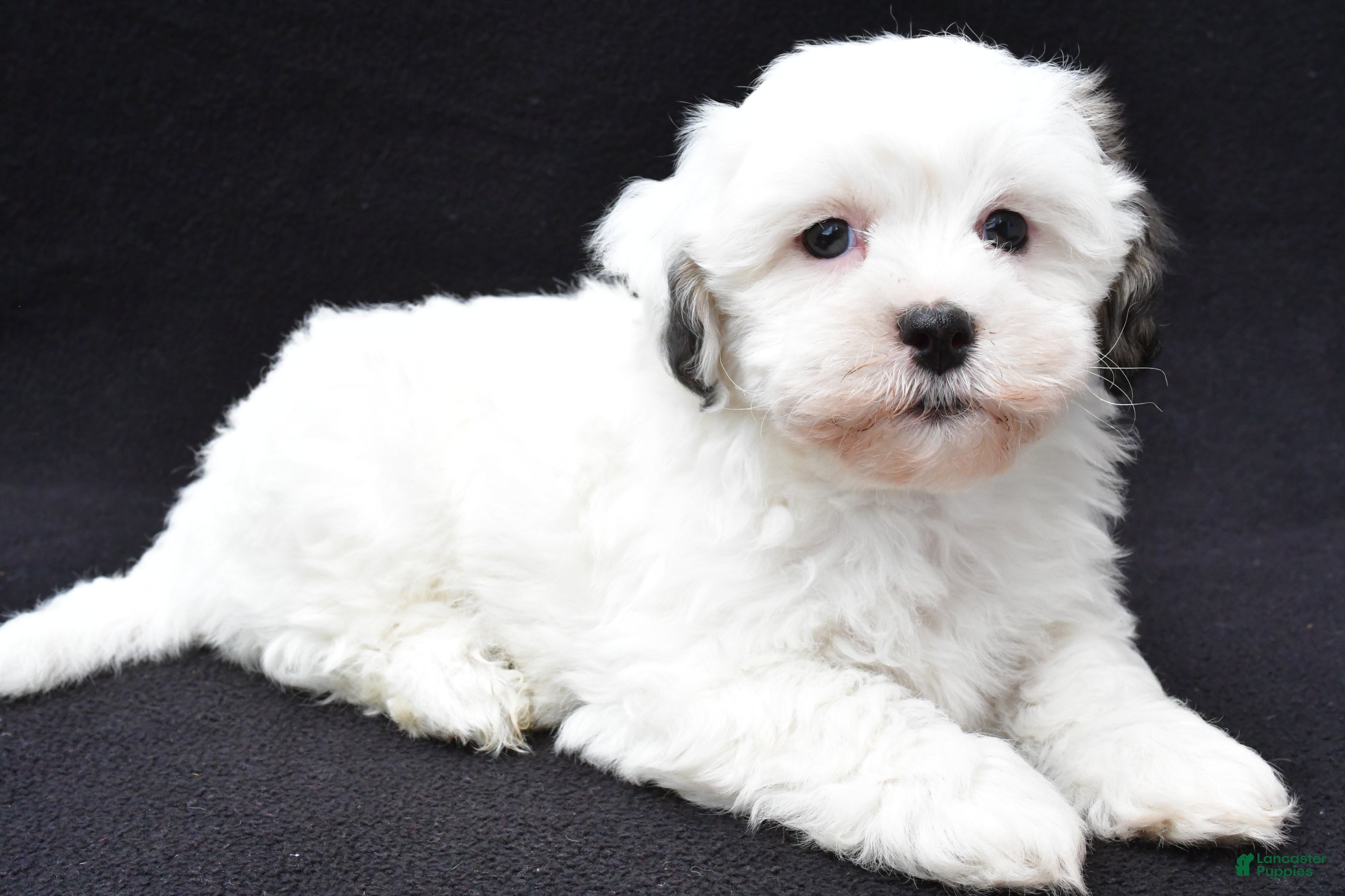 Shihpoo dogs Robin - Ad 1