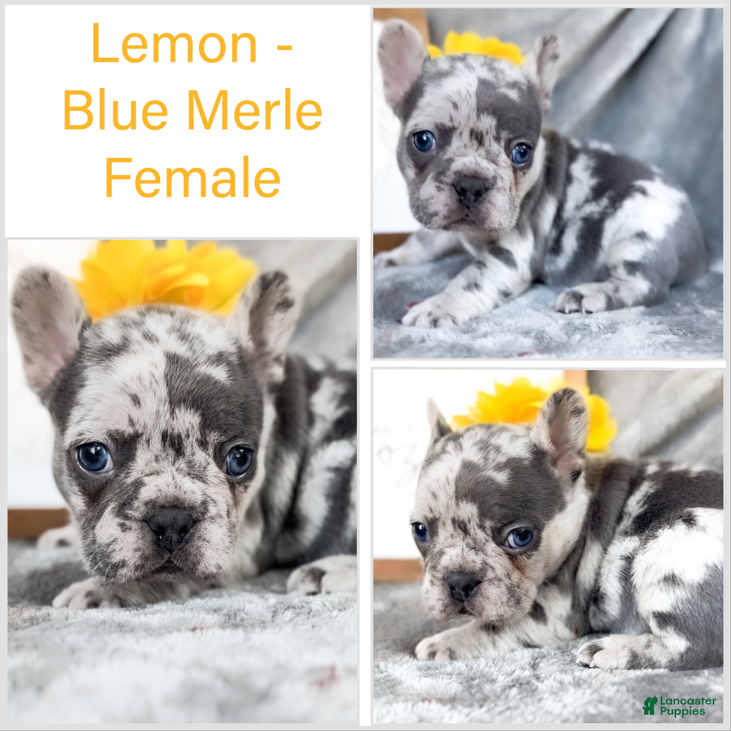 French Bulldog dogs for sale: Lemon Blue Merle Female Frenchie akc - Ad 3