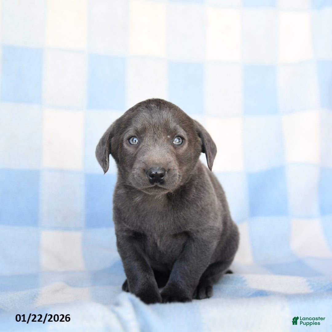 Labrador Retriever dogs for sale: Shades - Ad 2
