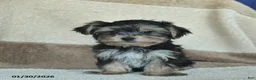 Morkie dogs for sale: Mr. Bill - Ad 5