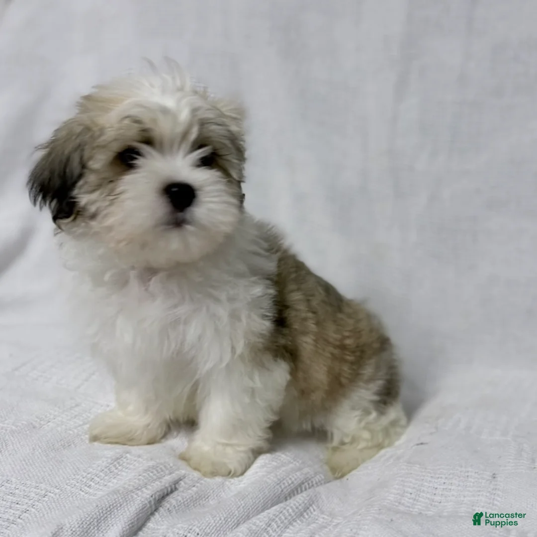 Malshi dogs for sale: Gravy - Ad 8