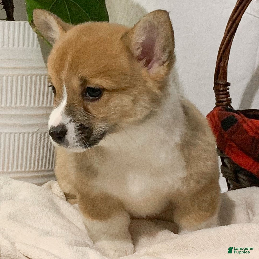 Welsh Corgi Pembroke dogs for sale: Bella - Ad 2