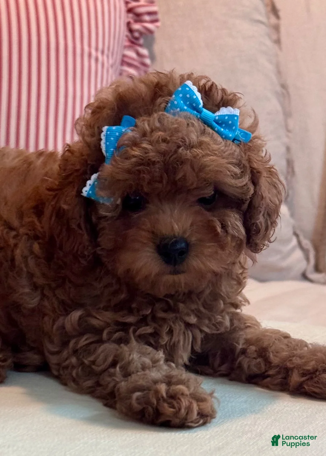 Maltipoo dogs for sale: Maltipoo 1 - Ad 1