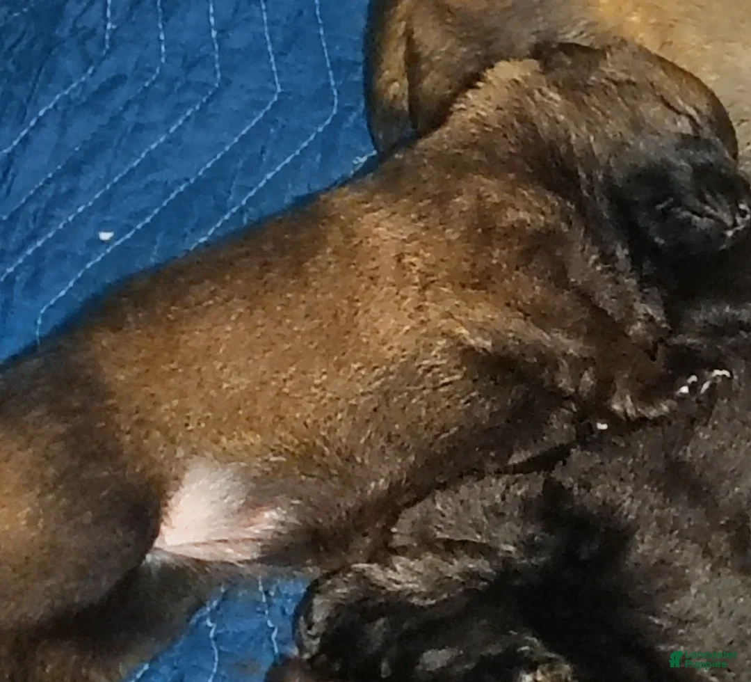 German Shepherd dogs for sale: German Shepherd Puppy 3 - Ad 1