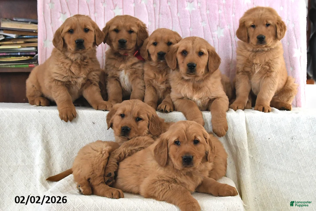 Golden Retriever dogs for sale: Rocket - Ad 3