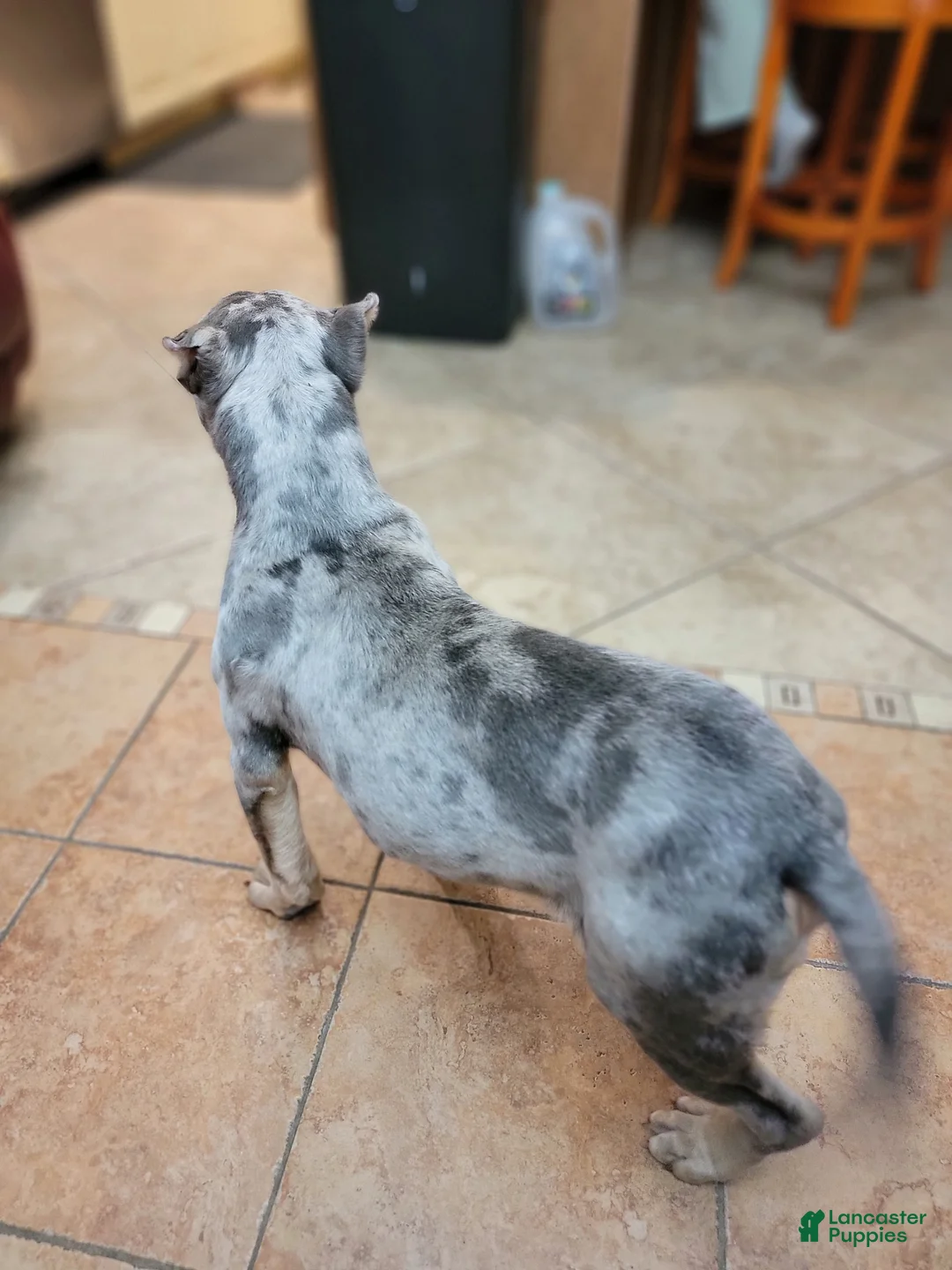 American Bully dogs for sale: Amiri - Ad 16