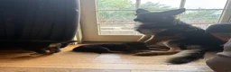 German Shepherd dogs for stud: Keystone Shepherds Long Hair Stud - Ad 4