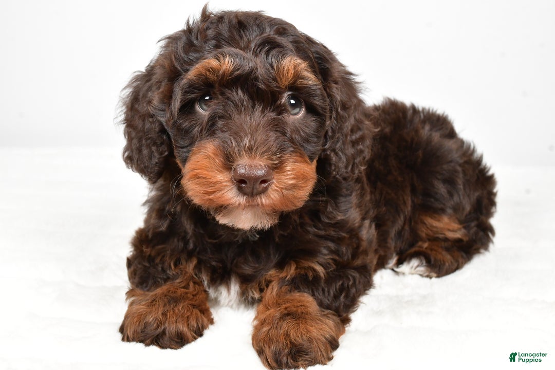 Mixed Breed dogs for sale: Star - Ad 7