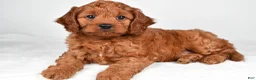 Cavapoo dogs for sale: Earl - Ad 1